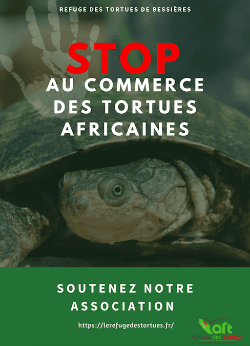 Stop à la vente en masse de tortues Africaines en France !